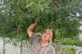 Sultandağı vişnesi yüksek talep ve az stokla değer kazandı
