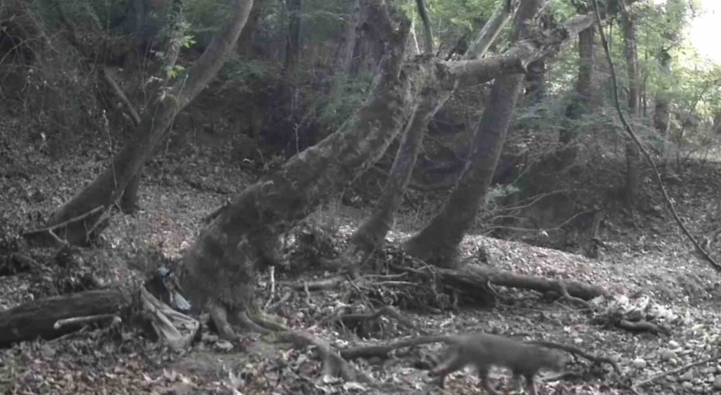 Tekirdağ'da yaban hayatı fotokapanlarla görüntülendi