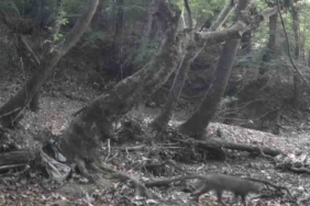 Tekirdağ'da yaban hayatı fotokapanlarla görüntülendi