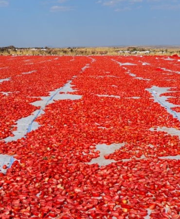 Torbalı'da Kuru Domates Üretimi Devam Ediyor