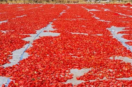 Torbalı'da Kuru Domates Üretimi Devam Ediyor