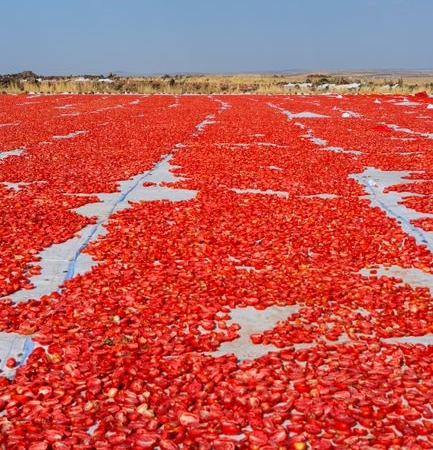 Torbalı'da Kuru Domates Üretimi Devam Ediyor