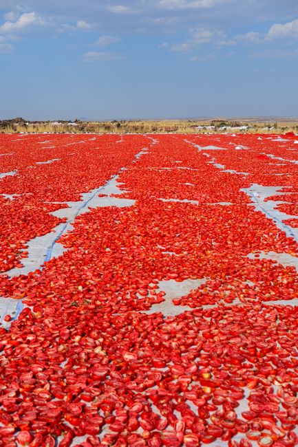 Torbalı'da Kuru Domates Üretimi Devam Ediyor