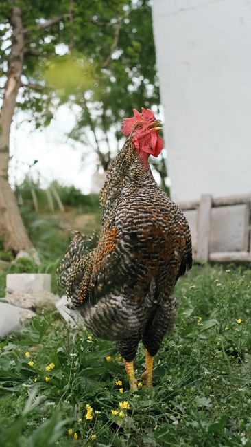 Trabzon'da komutla öten horozlar dikkat çekiyor