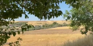 Tunceli'de yol kenarında domuz sürüsü görüldü