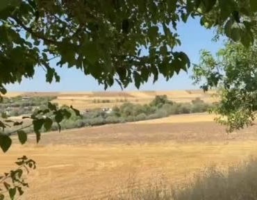Tunceli'de yol kenarında domuz sürüsü görüldü