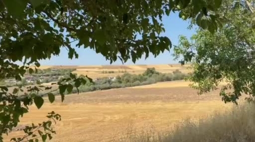 Tunceli'de yol kenarında domuz sürüsü görüldü