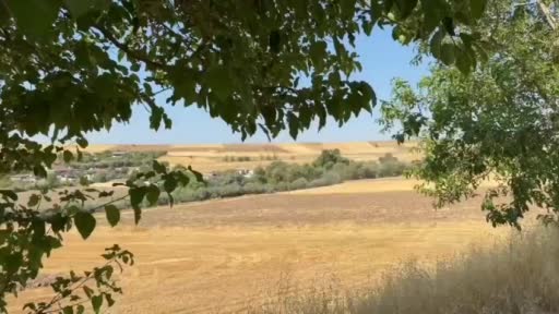 Tunceli'de yol kenarında domuz sürüsü görüldü