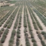 Uşak'ta İlk Lavanta Bahçesinde Hasat Dönemi Başladı