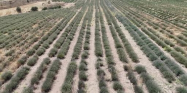 Uşak'ta İlk Lavanta Bahçesinde Hasat Dönemi Başladı