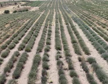 Uşak'ta İlk Lavanta Bahçesinde Hasat Dönemi Başladı