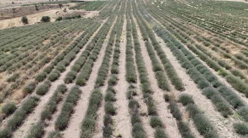 Uşak'ta İlk Lavanta Bahçesinde Hasat Dönemi Başladı