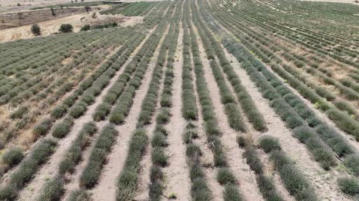 Uşak'ta İlk Lavanta Bahçesinde Hasat Dönemi Başladı