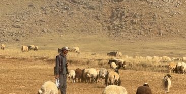 Van'da çoban kamyonet çarpması sonucu yaşamını yitirdi
