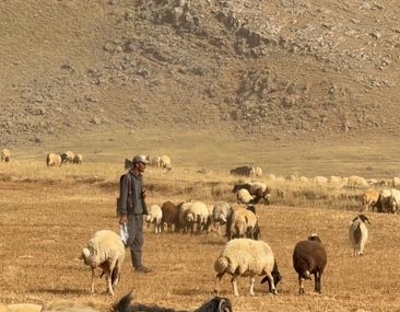 Van'da çoban kamyonet çarpması sonucu yaşamını yitirdi