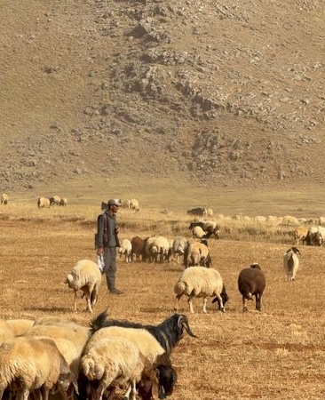 Van'da çoban kamyonet çarpması sonucu yaşamını yitirdi