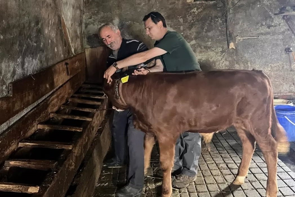 Yaylatepe'de buzağıların küpeleme işlemleri tamamlandı