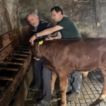 Yaylatepe'de buzağıların küpeleme işlemleri tamamlandı