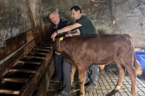 Yaylatepe'de buzağıların küpeleme işlemleri tamamlandı