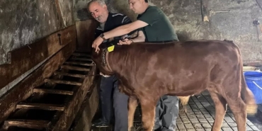 Yaylatepe'de buzağıların küpeleme işlemleri tamamlandı