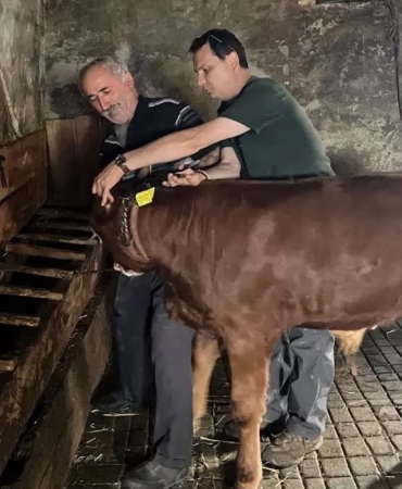 Yaylatepe'de buzağıların küpeleme işlemleri tamamlandı