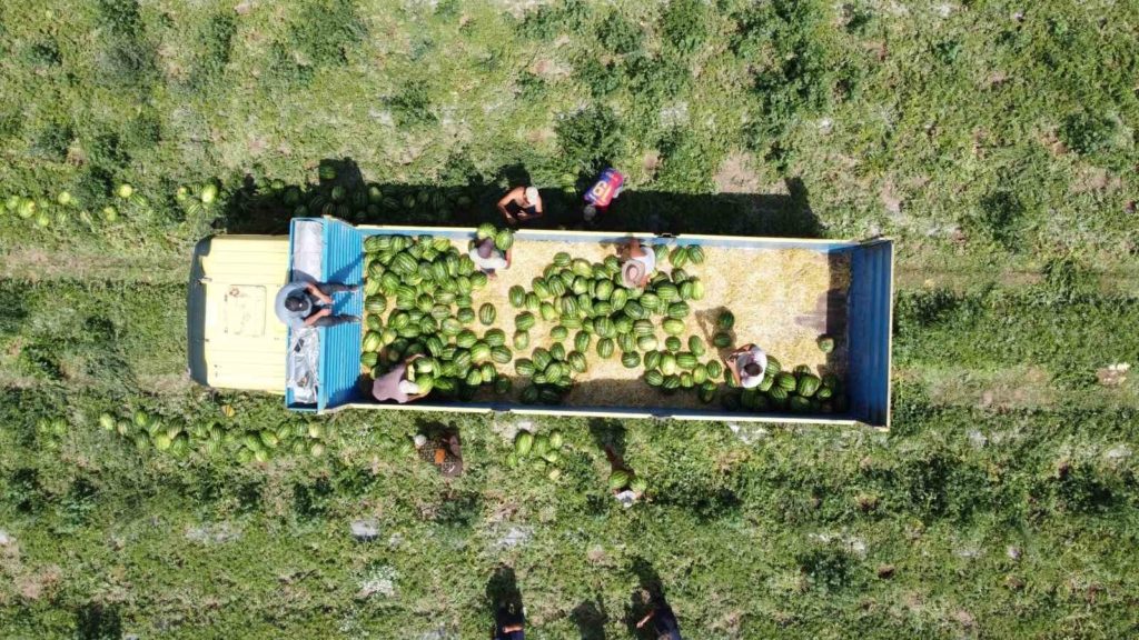 Yozgat'ta Karpuz Hasadı Başladı, Sıcaklar Çiftçileri Zorluyor