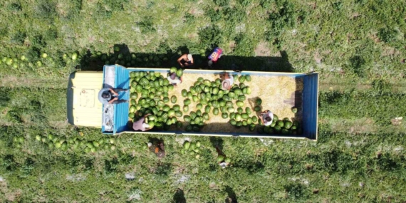 Yozgat'ta Karpuz Hasadı Başladı, Sıcaklar Çiftçileri Zorluyor