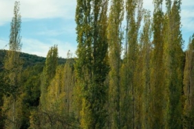 Yozgat'ta Kavak Ağaçlarının Kesimi Devam Ediyor