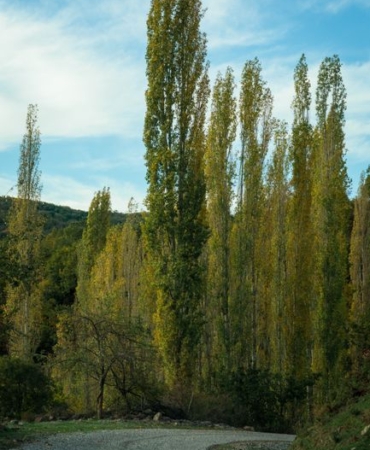 Yozgat'ta Kavak Ağaçlarının Kesimi Devam Ediyor
