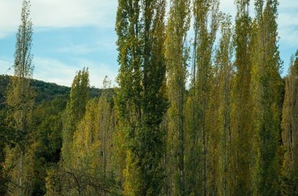 Yozgat'ta Kavak Ağaçlarının Kesimi Devam Ediyor
