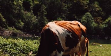 Zonguldak Valiliği'nden Tarım İşçilerine Yönelik Saldırı İddialarına Açıklama