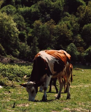 Zonguldak Valiliği'nden Tarım İşçilerine Yönelik Saldırı İddialarına Açıklama