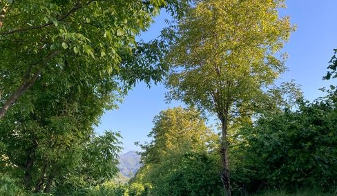 Zonguldak'ta fındık hasadı başladı