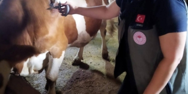 AFYONKARAHİSAR'DA ŞAP HASTALIĞIYLA MÜCADELE SÜRÜYOR