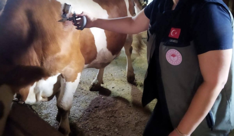 AFYONKARAHİSAR'DA ŞAP HASTALIĞIYLA MÜCADELE SÜRÜYOR
