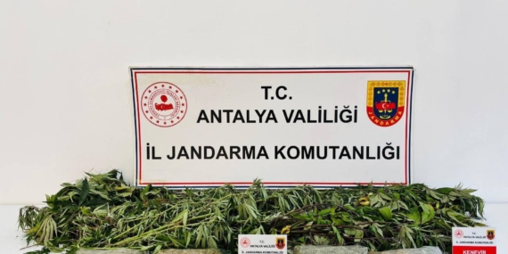 ALANYA'DA UYUŞTURUCU OPERASYONUNDA 24 KÖK KENEVİR VE 2 KİLO 642 GRAM ESRAR ELE GEÇİRİLDİ