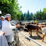 BELEDİYE VATANDAŞIN UCUZ ET İHTİYACI KARŞILAMAK İÇİN BESİ ÇİFTLİĞİ KURDU