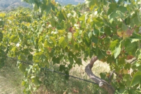 BULDAN'DA 2 TON ÜZÜM HIRSIZLIĞININ ŞÜPHELİLERİ YAKALANDI
