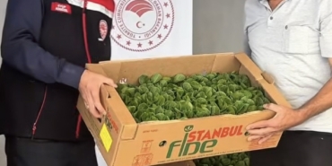 BURDUR'DA ÜRETİCİLERE 164 BİN 500 MARUL FİDESİ DAĞITILDI