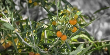 ÇİN TIBBININ 2 BİN YILLIK ŞİFA KAYNAĞI "GOJİ BERRY" BİTLİS TOPRAKLARINDA HAYAT BULDU