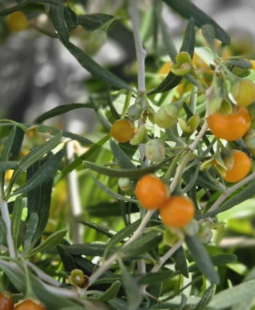 ÇİN TIBBININ 2 BİN YILLIK ŞİFA KAYNAĞI "GOJİ BERRY" BİTLİS TOPRAKLARINDA HAYAT BULDU