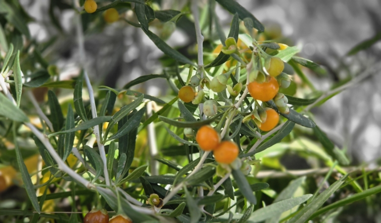 ÇİN TIBBININ 2 BİN YILLIK ŞİFA KAYNAĞI "GOJİ BERRY" BİTLİS TOPRAKLARINDA HAYAT BULDU