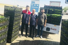 CİZRE'DE ÇİFTÇİLERE YÜZDE 75 HİBELİ FİDE DESTEĞİ