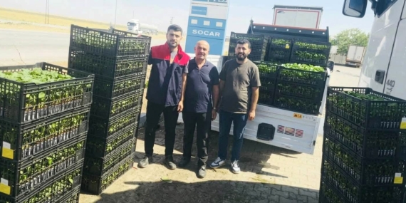 CİZRE'DE ÇİFTÇİLERE YÜZDE 75 HİBELİ FİDE DESTEĞİ
