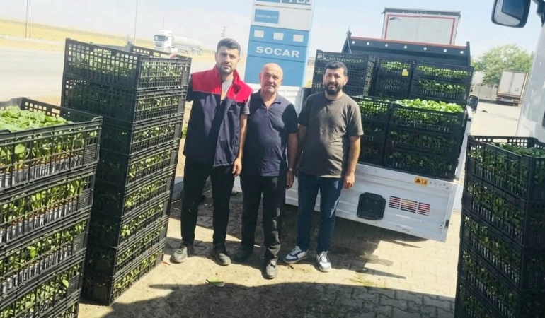 CİZRE'DE ÇİFTÇİLERE YÜZDE 75 HİBELİ FİDE DESTEĞİ