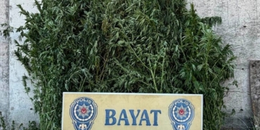 ÇORUM'DA 46 KÖK HİNT KENEVİRİ ELE GEÇİRİLDİ: 1 TUTUKLAMA