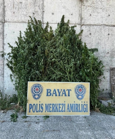 ÇORUM'DA 46 KÖK HİNT KENEVİRİ ELE GEÇİRİLDİ: 1 TUTUKLAMA
