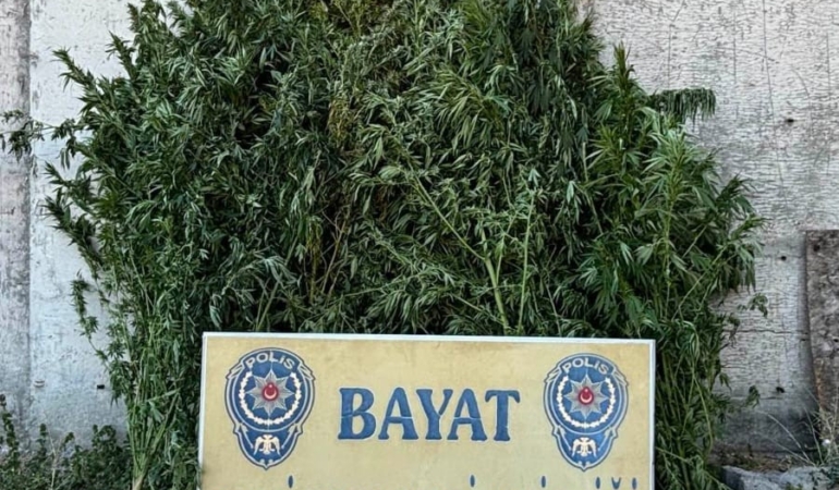 ÇORUM'DA 46 KÖK HİNT KENEVİRİ ELE GEÇİRİLDİ: 1 TUTUKLAMA