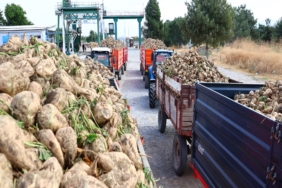 ELAZIĞ ŞEKER FABRİKASI'NDA 71. KAMPANYA DÖNEMİ AÇILDI: 240 BİN TON PANCAR İŞLENECEK