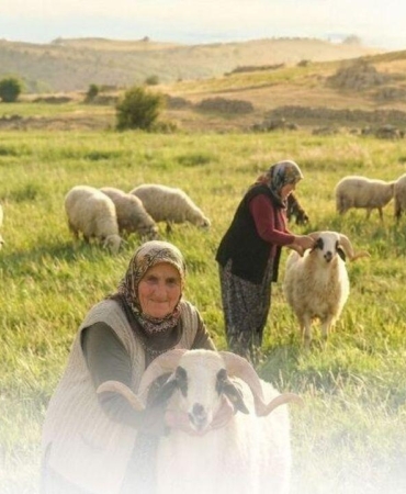 Denizli Küçükbaş Hayvancılık 2026: En Çok Yapıldığı 5 İlçe